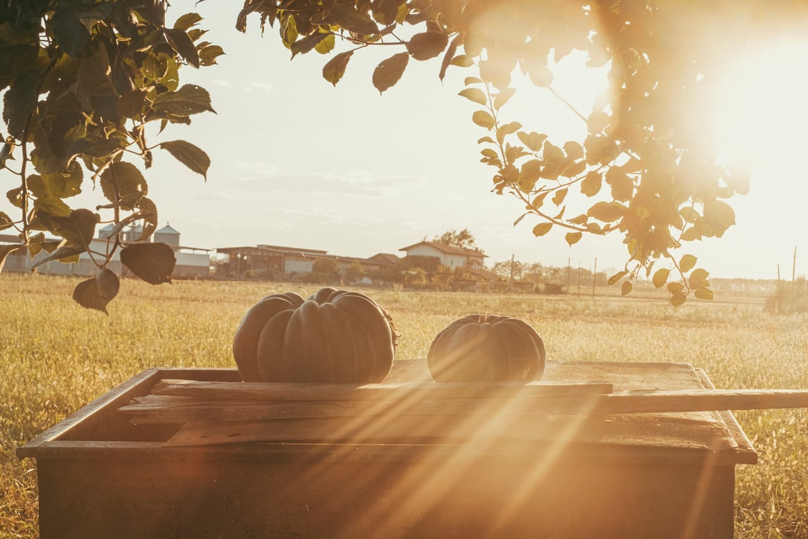 Autumn country side scenic background landscape with big pumpkin