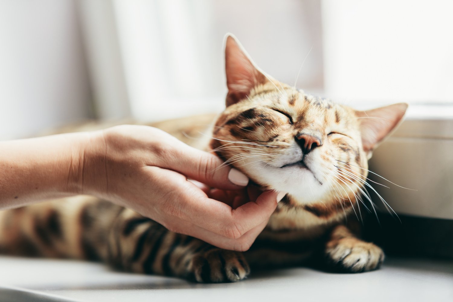 Happy Bengal Cat 